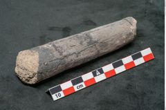 Foto (Seitenansicht) von Calamites sp.  (NHMW-GEO-2024-0188-11164)